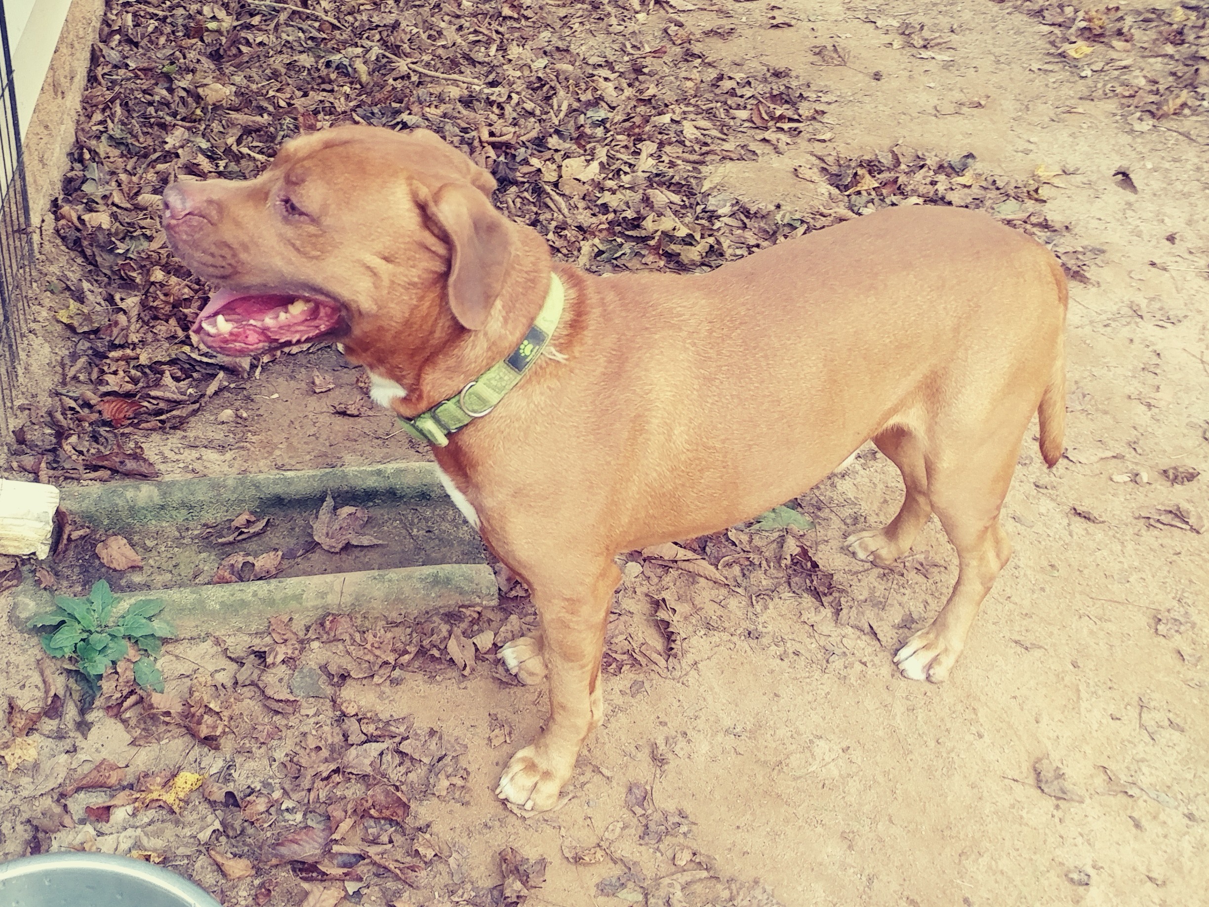 /lostandfound/images/lnfpets/original/25324_thumb_one.jpg