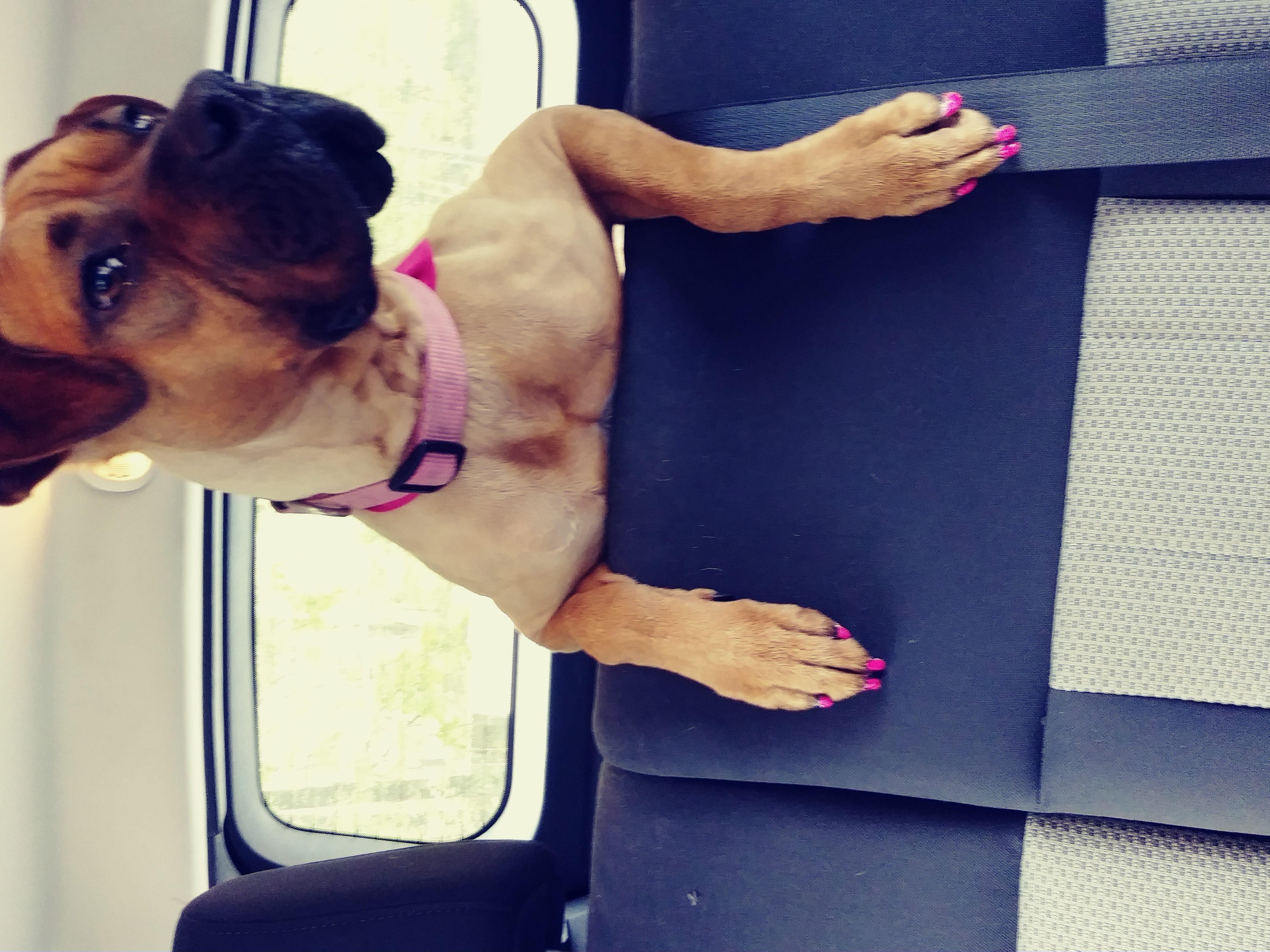 /lostandfound/images/lnfpets/original/25416_thumb_one.jpg