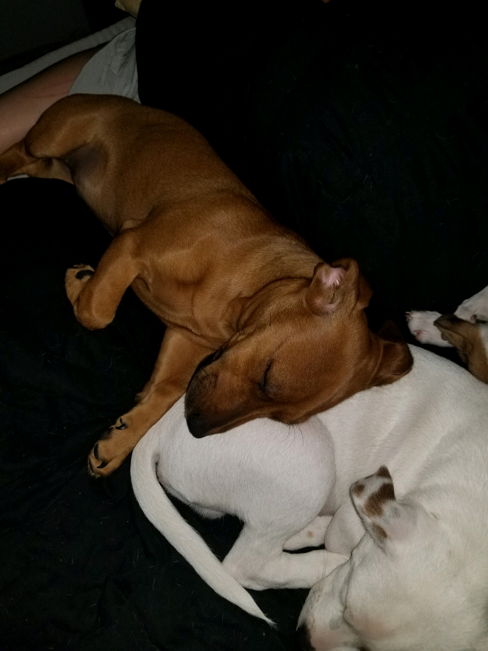 /lostandfound/images/lnfpets/original/25455_thumb_one.jpeg