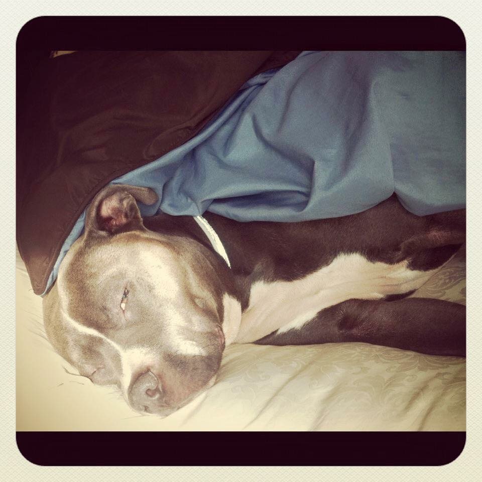 /lostandfound/images/lnfpets/original/25563_thumb_one.jpg