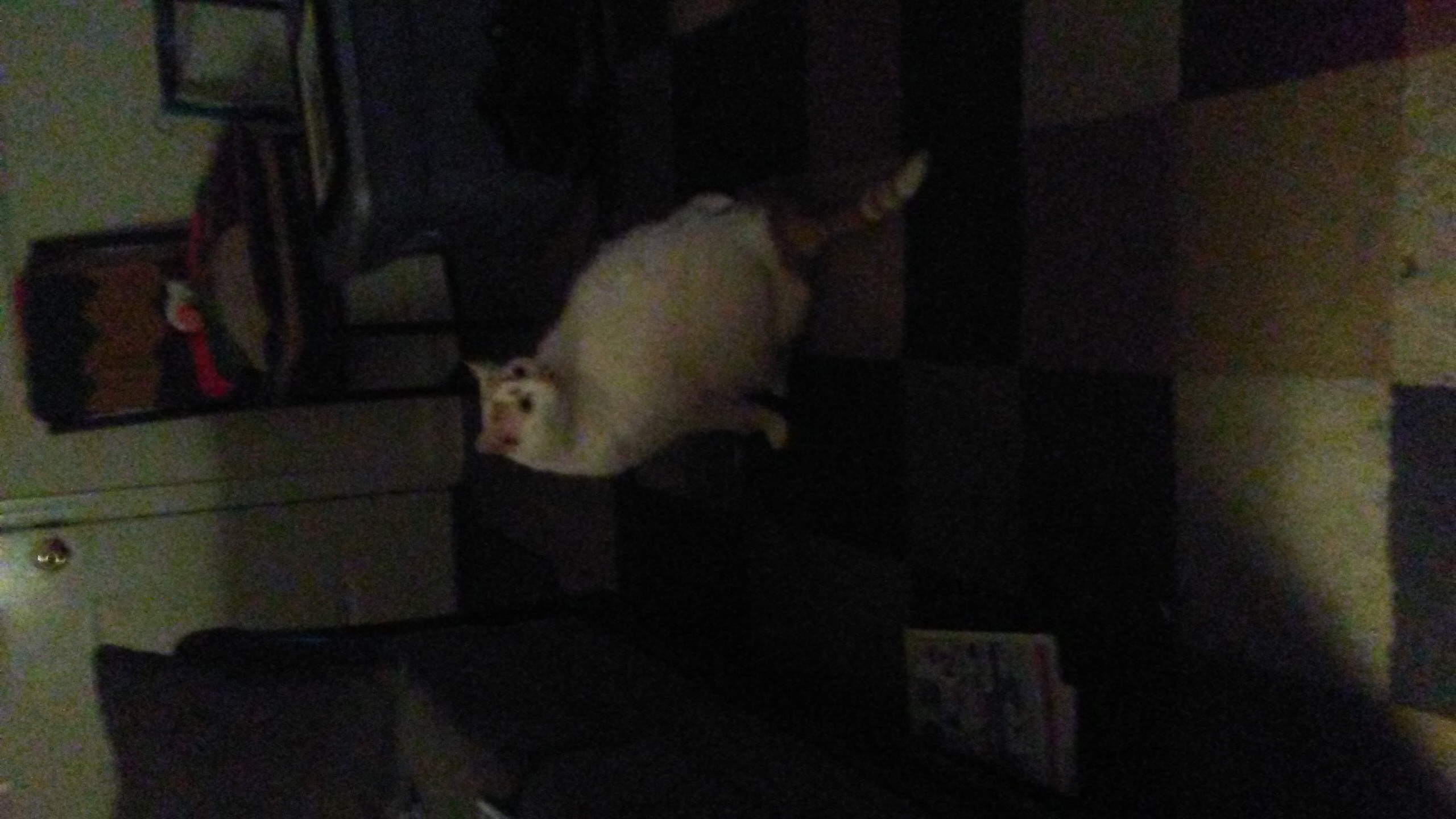 /lostandfound/images/lnfpets/original/25658_75792_20180526_020453.jpg
