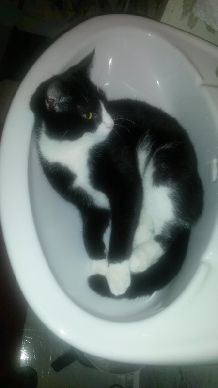 /lostandfound/images/lnfpets/original/25700_87669_20180127_204815.jpg