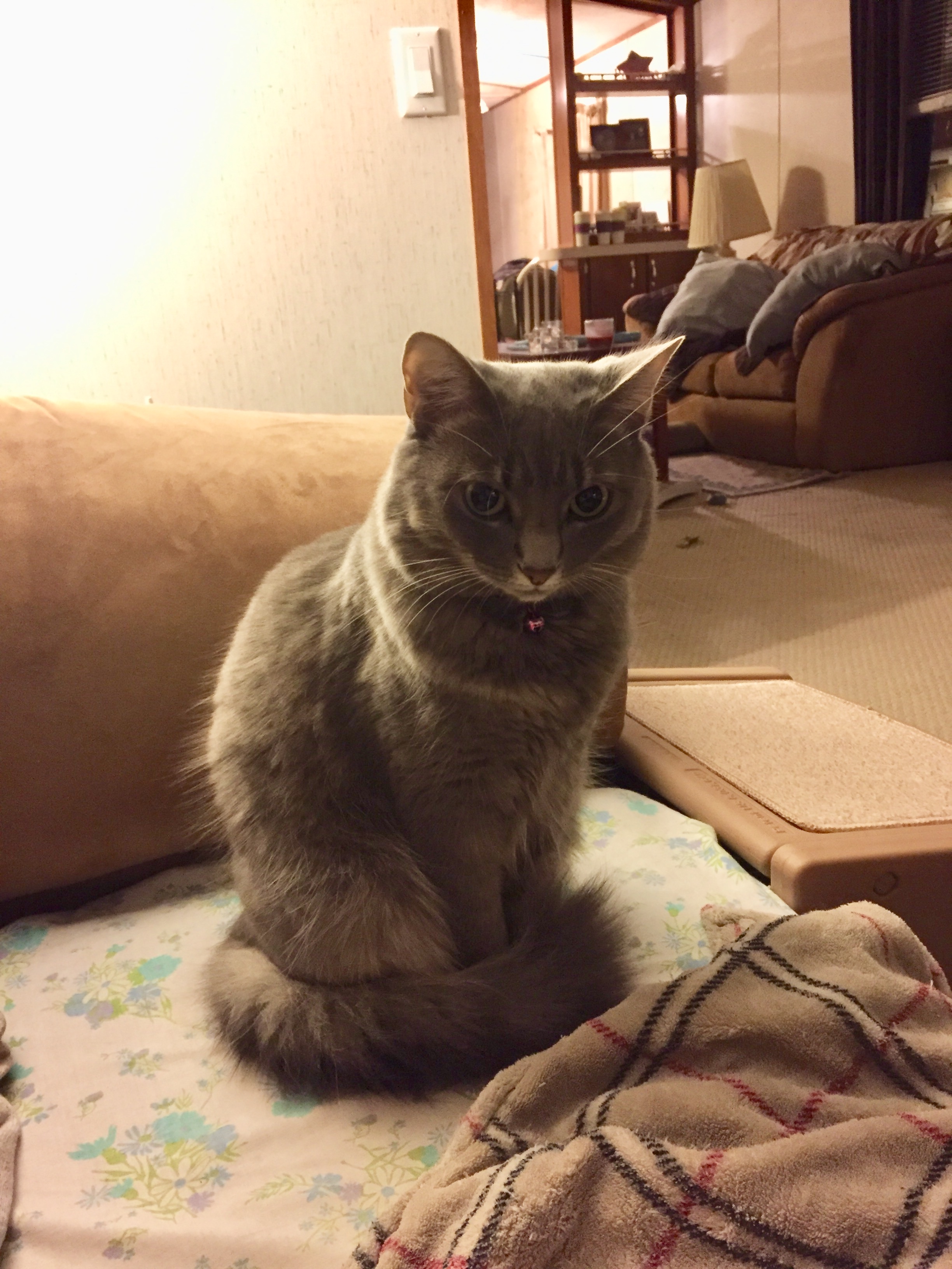 /lostandfound/images/lnfpets/original/25973_thumb_one.jpeg