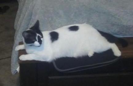 /lostandfound/images/lnfpets/original/82921_tphoto.jpg