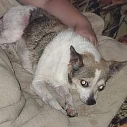 /lostandfound/images/lnfpets/original/87614_tphoto.jpg