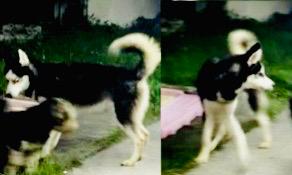 /lostandfound/images/lnfpets/original/89313_tphoto.jpg