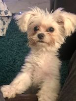 /lostandfound/images/lnfpets/original/96398_tphoto.jpg
