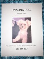 /lostandfound/images/lnfpets/original/96402_tphoto.jpg