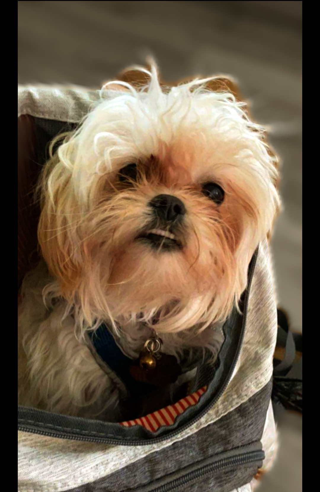 /lostandfound/images/lnfpets/original/Screenshot_20230129-031540-904.png