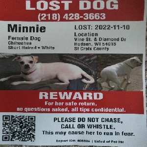 lost female dog minnie