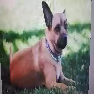 lost female dog cinnabon