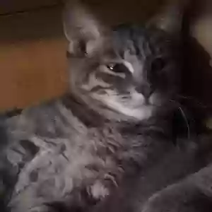 lost female cat cleo. kittie