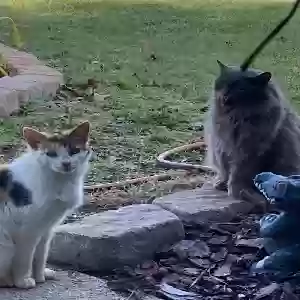 lost male cat thor