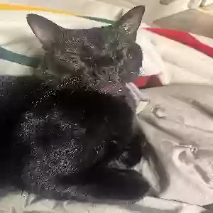 lost male cat charlie