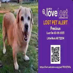 lost female dog precious