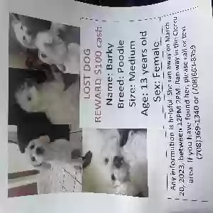 lost female dog barky