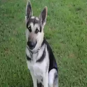 lost male dog thanos