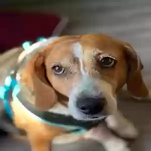 lost female dog bagel