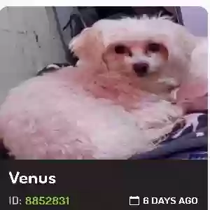 lost female dog venus