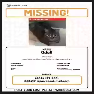 lost male cat odell