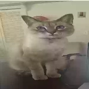lost female cat lulu