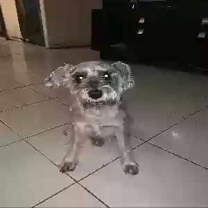 lost male dog melvin
