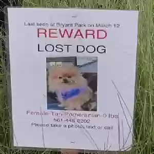 lost female dog lulabelle