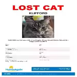 lost male cat kliphford
