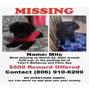 lost male dog milo