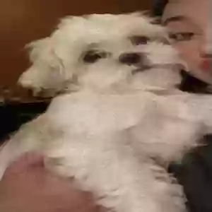 lost female dog luna