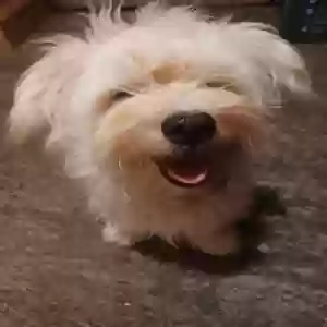 lost male dog peluche