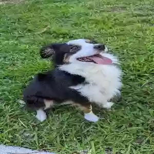 lost female dog sushi