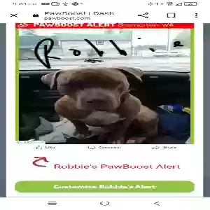lost male dog robbie