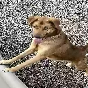 lost female dog hari