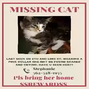 lost female cat missy