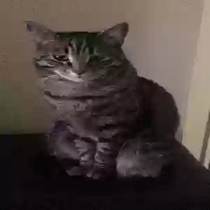lost male cat lucious