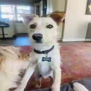 lost male dog arthur