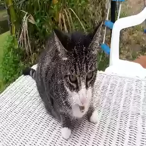 lost female cat loki