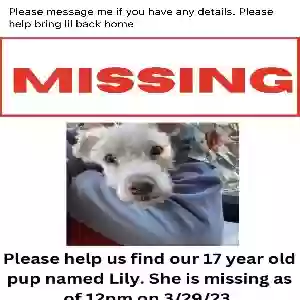 lost female dog lili