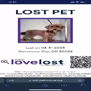 lost male dog chocolate