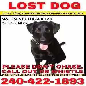 lost male dog jack