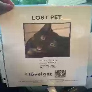 lost female cat mazie
