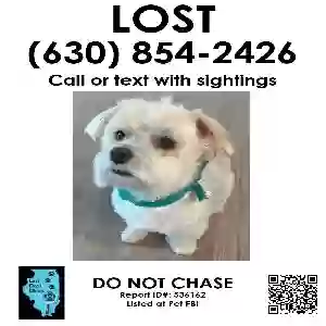 lost male dog rocky