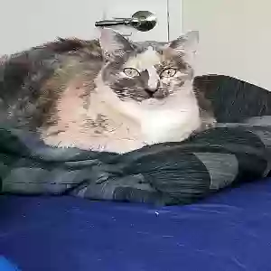 lost female cat viola
