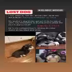 lost male dog dexter