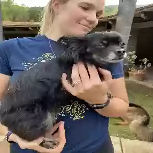 lost female dog minnie