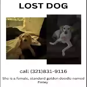 lost female dog finley