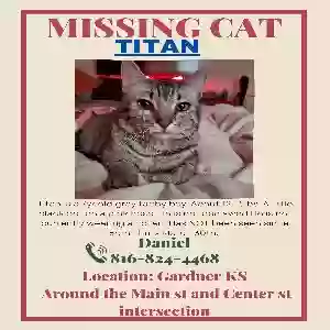 lost male cat titan