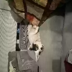 lost male dog buster