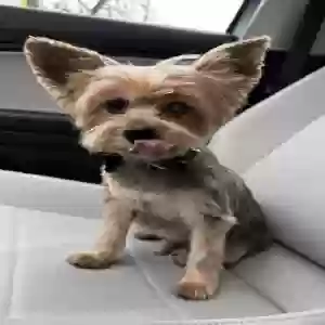 lost male dog chewie